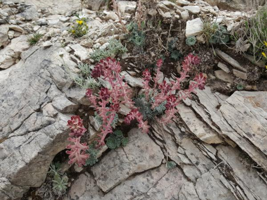 Saxifraga federici-augusti
