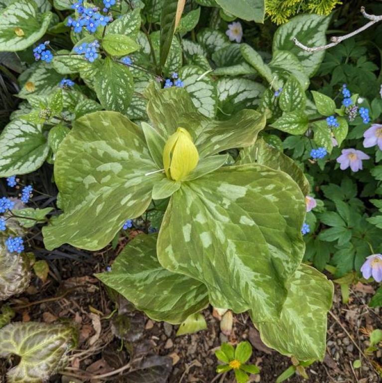 Trillium luteum