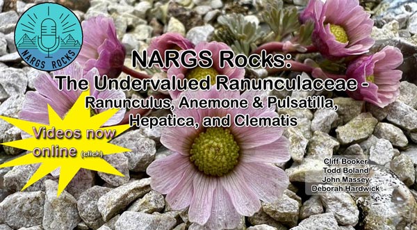 NARGS Rocks: Ranunculaceae