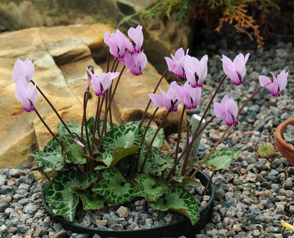 Cyclamen graecum showing strongly patterened leaves.