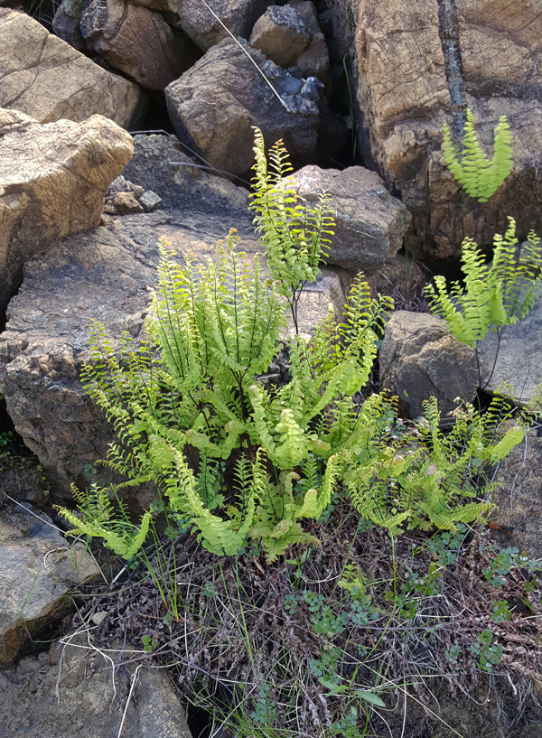 Adiantum aleuticum growing on serpentine, Newfoundland