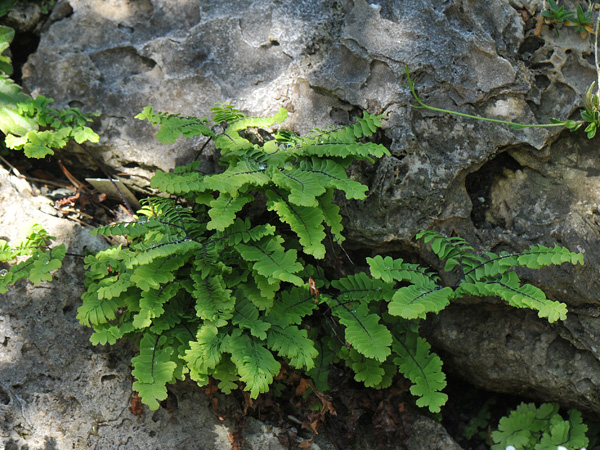 Adiantum aleuticum var. subpumilum