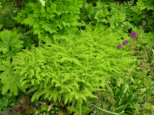 Adiantum aleuticum