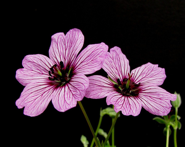 Geranium cinereum 'Ballerina'