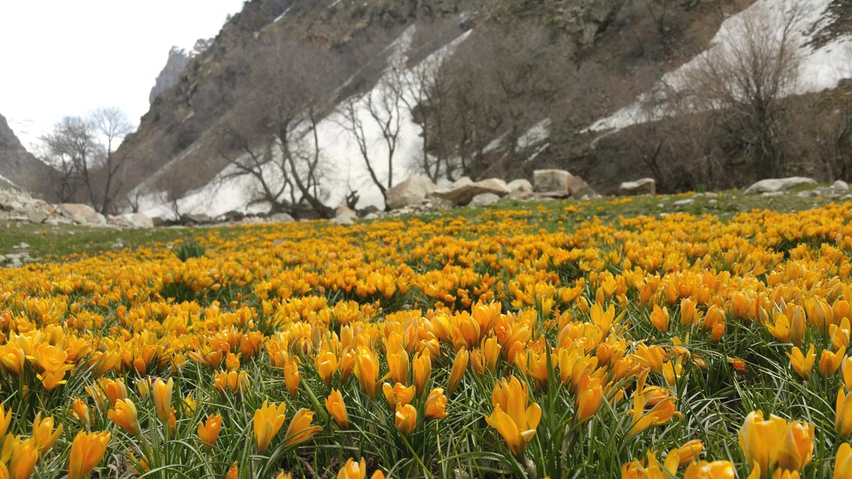 Crocus korolkowii