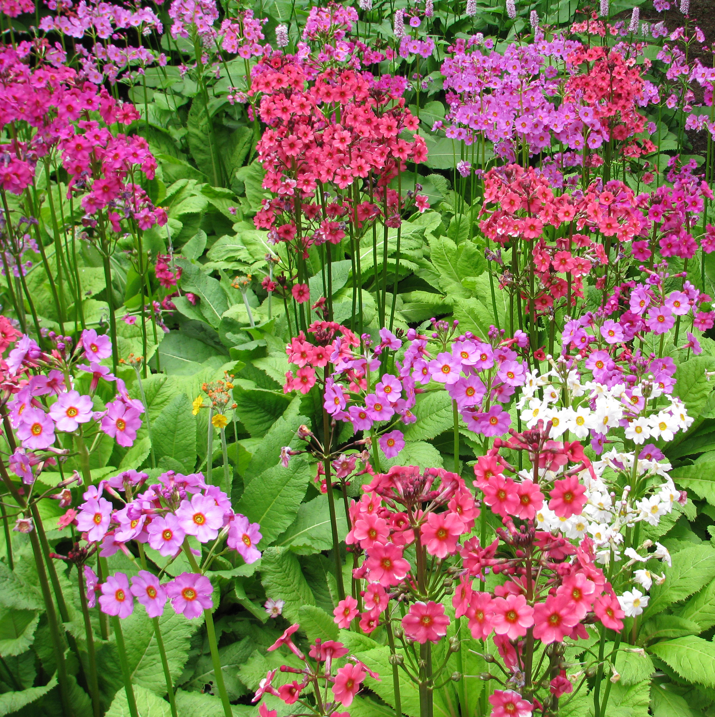 Primula japonica