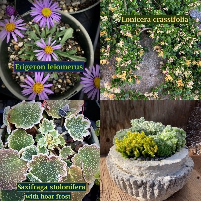 Picture of alpine plants