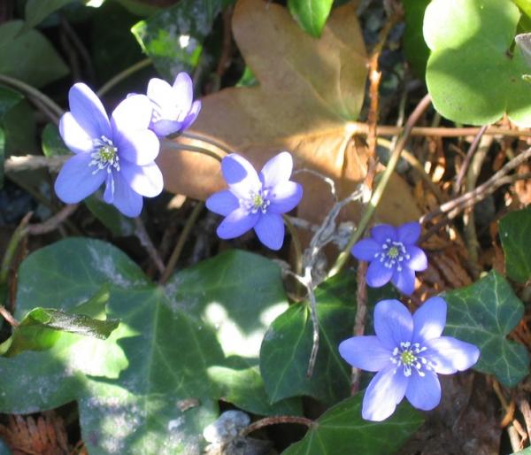 Hepatica nobilis, photo by Trond Hoy