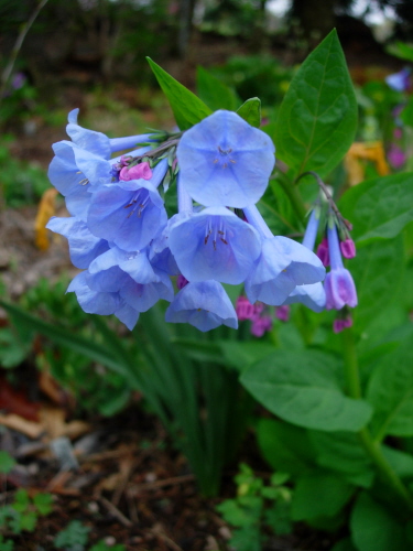 M. virginica, photo by Mike Slater