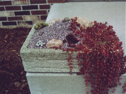 Overgrown Delosperma nubigenum - winter color; photo by Rick Rodich
