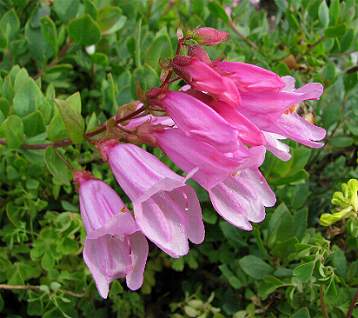 P. cardwellii 'Roseus', photo by Todd Boland