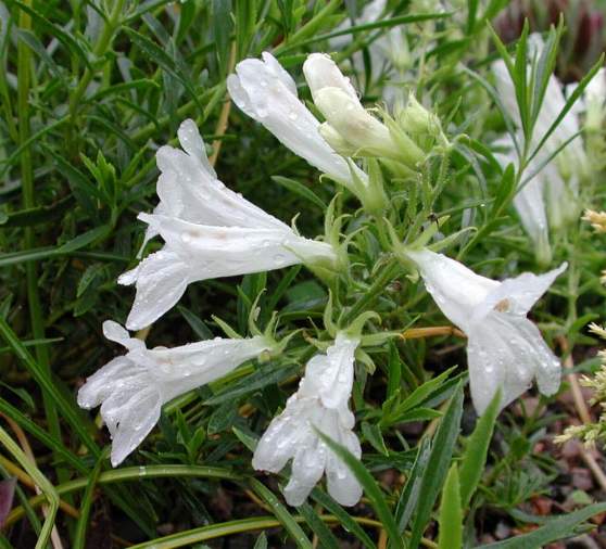 P. fruticosus var. scoulei 'Albus', photo by Todd Boland