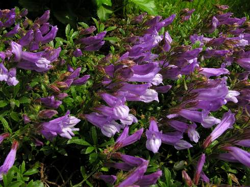 P. fruticosus 'Purple Haze', photo by Todd Boland