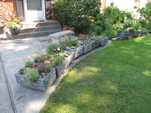 Troughs built and planted by Lee and Jerry Shannon using styrofoam fish boxes; photo by Chuck Carlson.