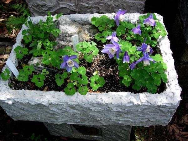 A Fish box trough made by Richard Rosenberg planted by Ann Rosenberg with Aquilegia flabellata 'Nana'.