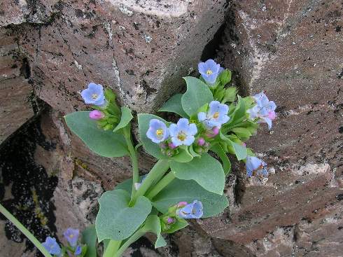 M. maritima, photo by Todd Boland