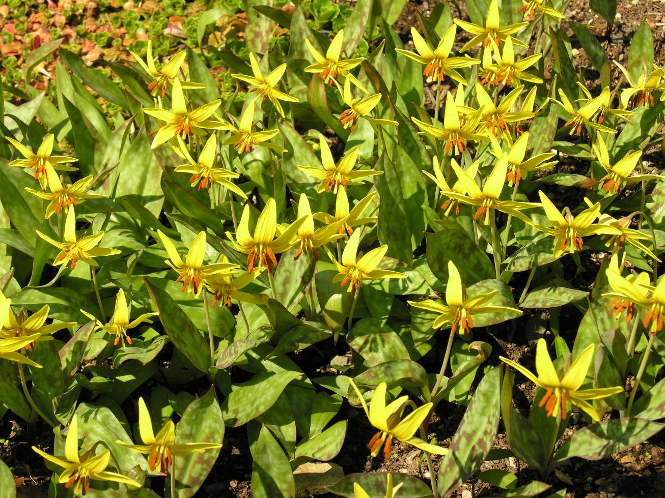 Erythronium americanum Erythronium americanum how to get it to flower Forum topic
