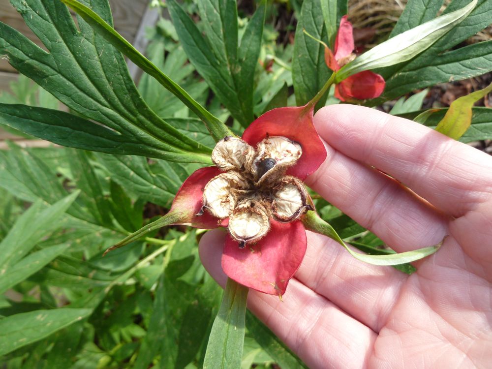 Collecting seed pods from peonies