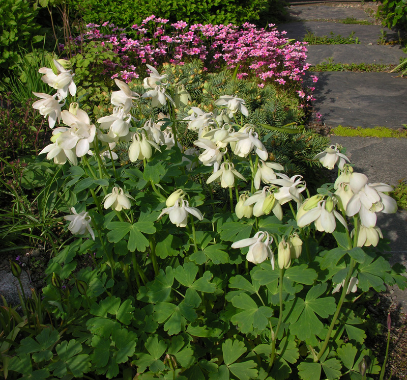 Aquilegia flabellata 'Cameo Rose White', Columbine 'Rose White' in