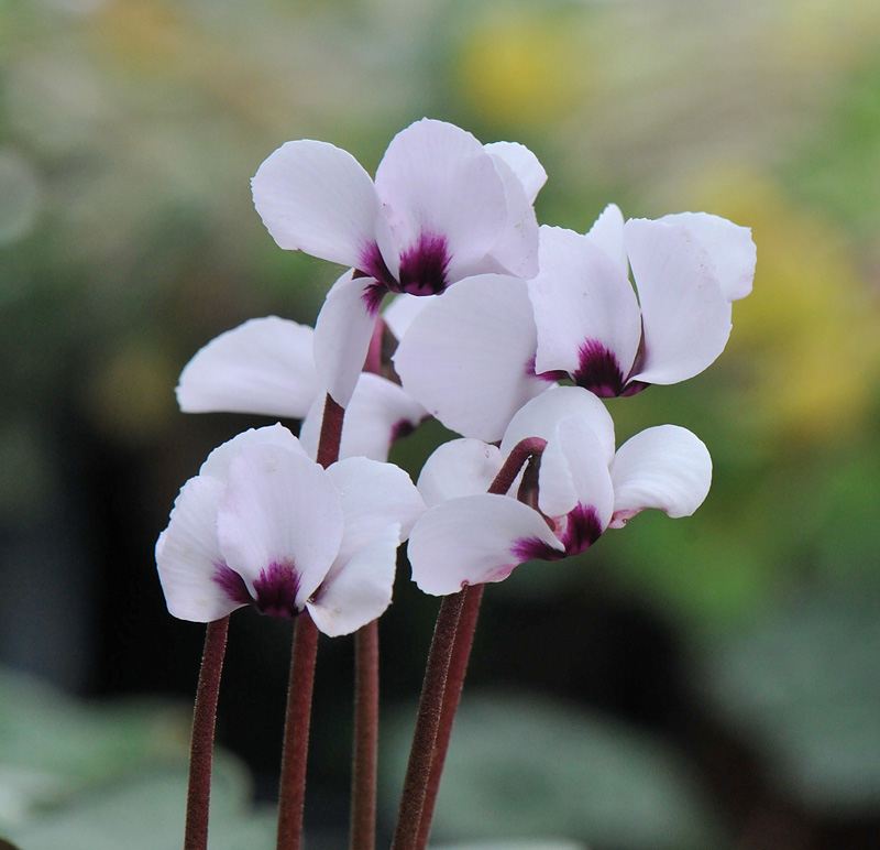 Cyclamen coum