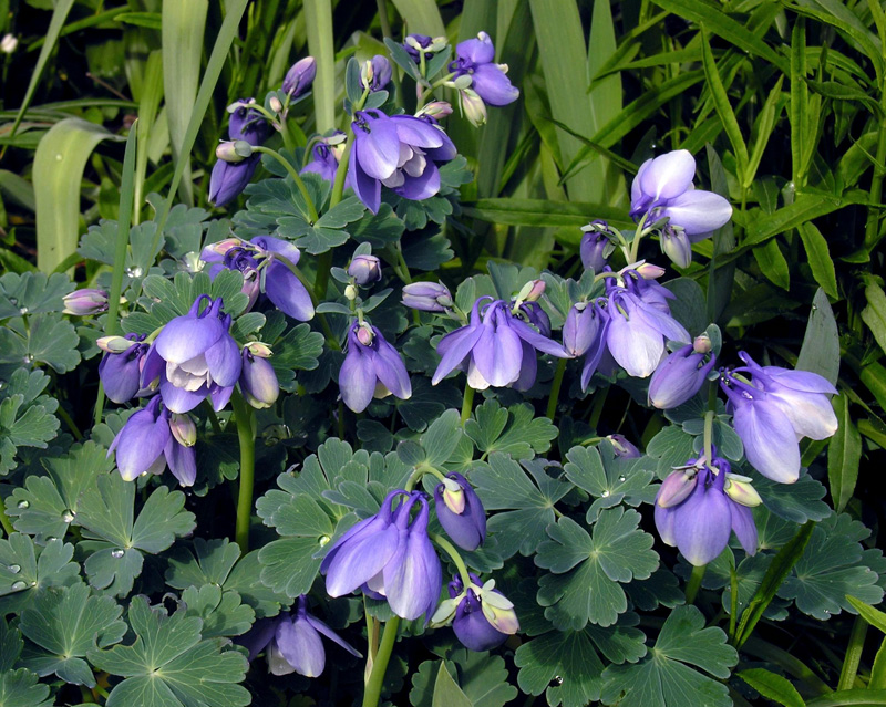 Aquilegia flabellata 'Cameo Rose White', Columbine 'Rose White' in