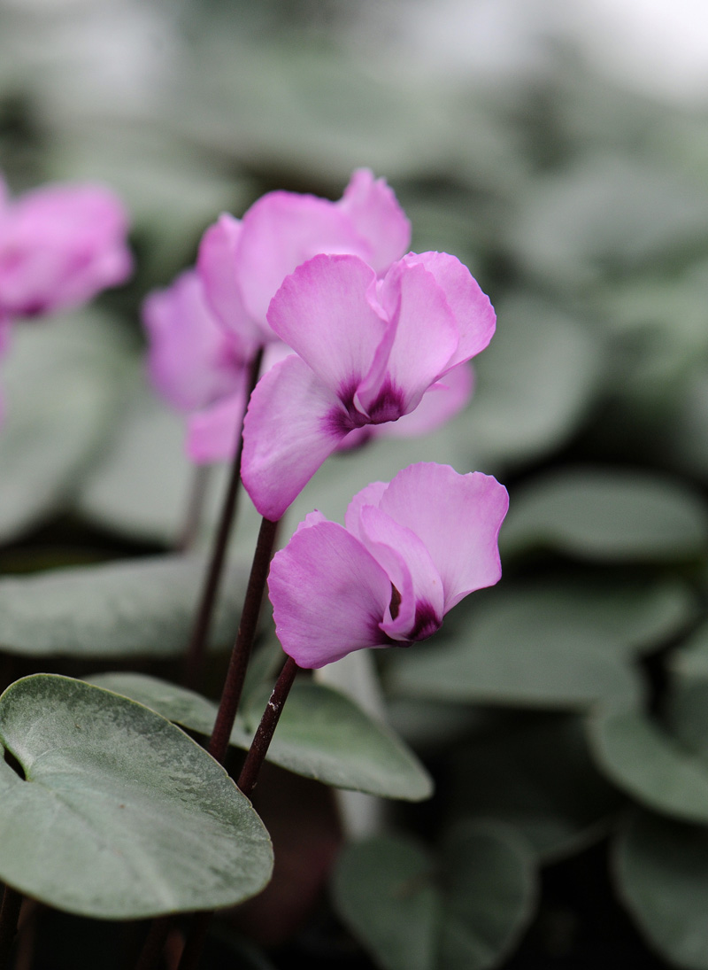 Cyclamen coum