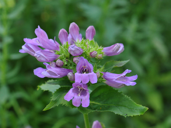 Penstemon serrulatus