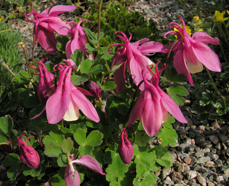 Aquilegia flabellata 'Cameo Rose White', Columbine 'Rose White' in