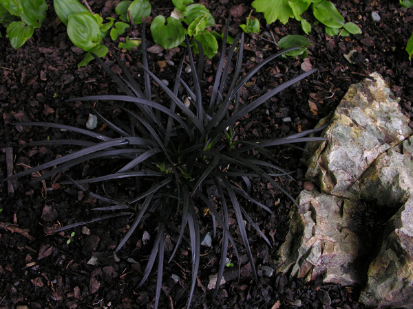 Ophiopogon planiscapus 'Nigrescens'