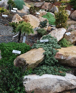 rock garden conifers