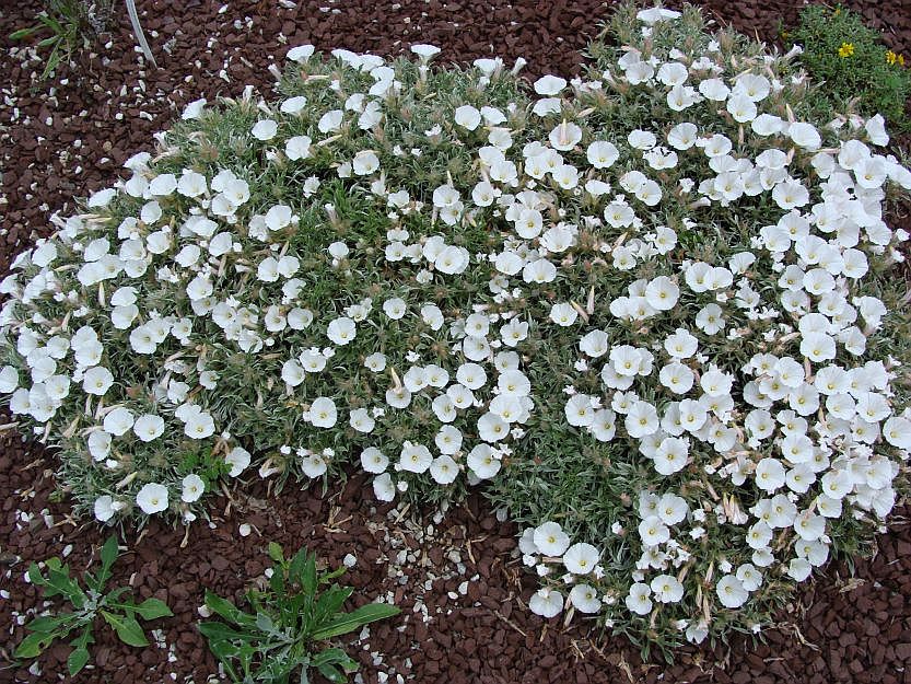 Convolvulus compactus | North American Rock Garden Society