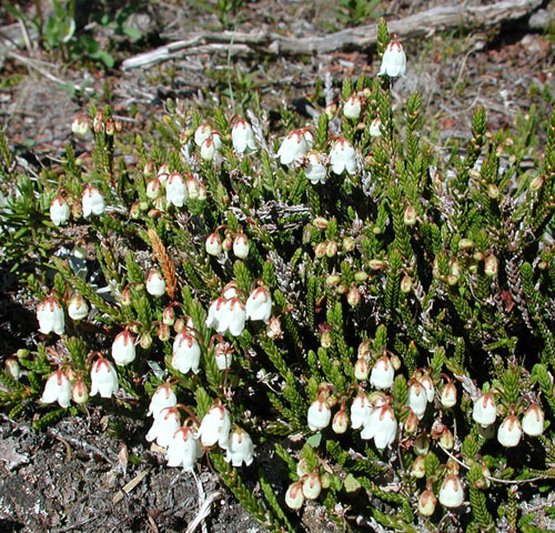 Cassiope mertensiana | North American Rock Garden Society