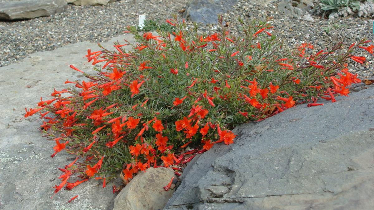 Zauschneria californica v etteri