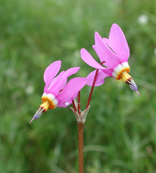 Dodecatheon pauciflorum [Family: Primulaceae] | Plants, Flowers