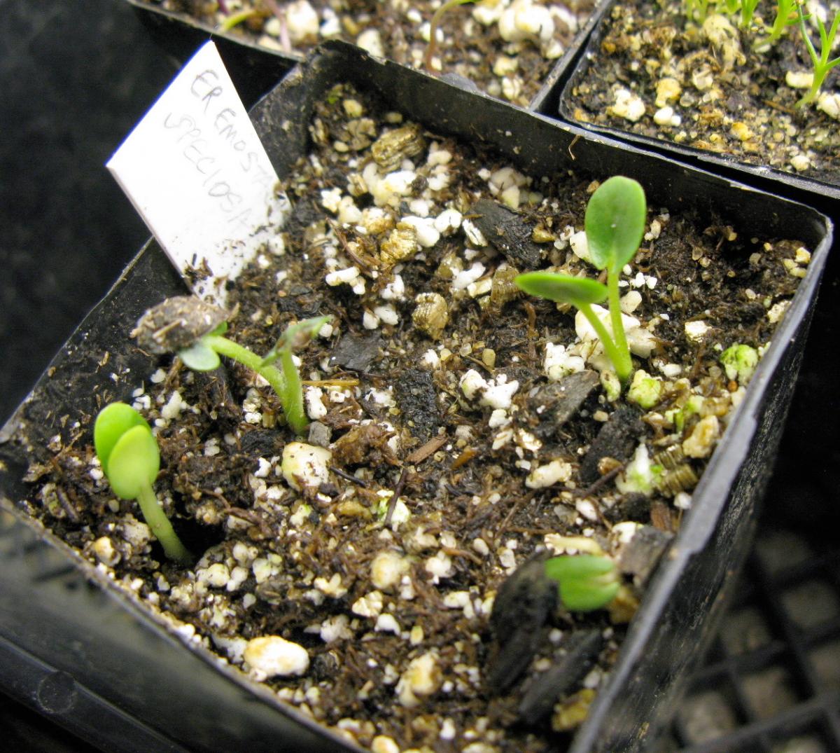 Seeds germinated in 8 days at room temperature; no pre-treatment; Phlomoides speciosa; Calgary, AB.