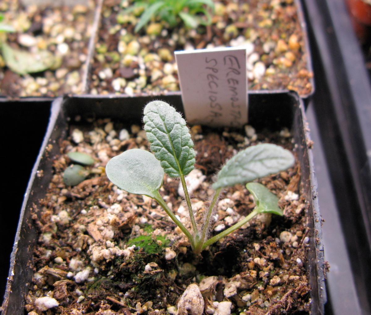 Seedlings 3 weeks after germination; Phlomoides speciosa; Calgary, AB.