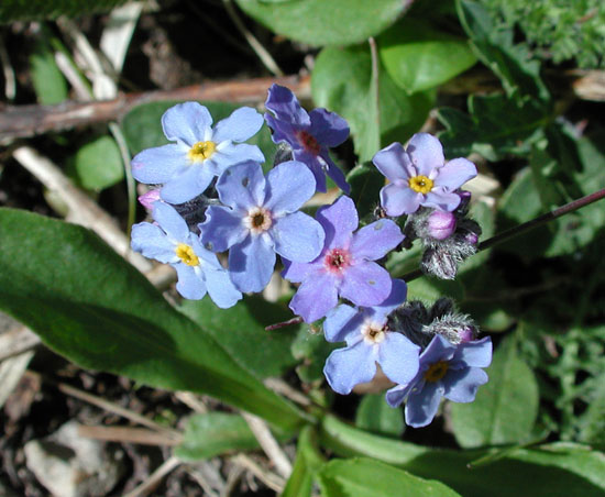 Myosotis asiatica | North American Rock Garden Society