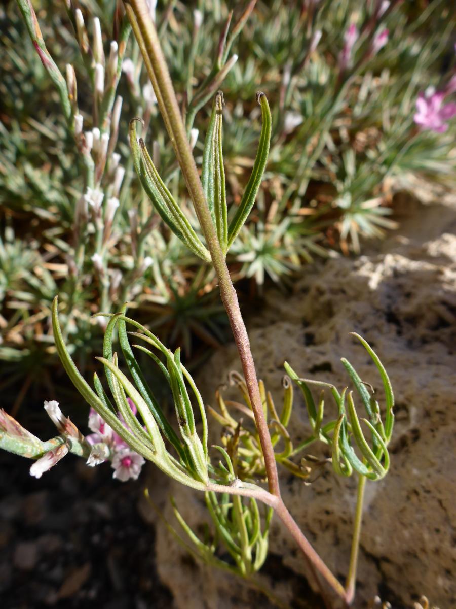 Narrow leaf segments of Delphinium qinghaiense; Calgary, AB.