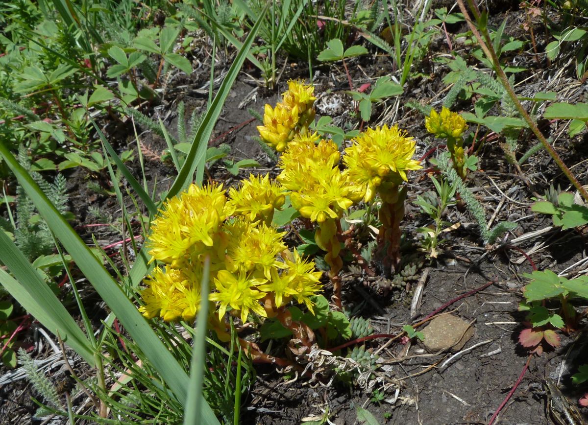 Sedum lanceolatum | North American Rock Garden Society