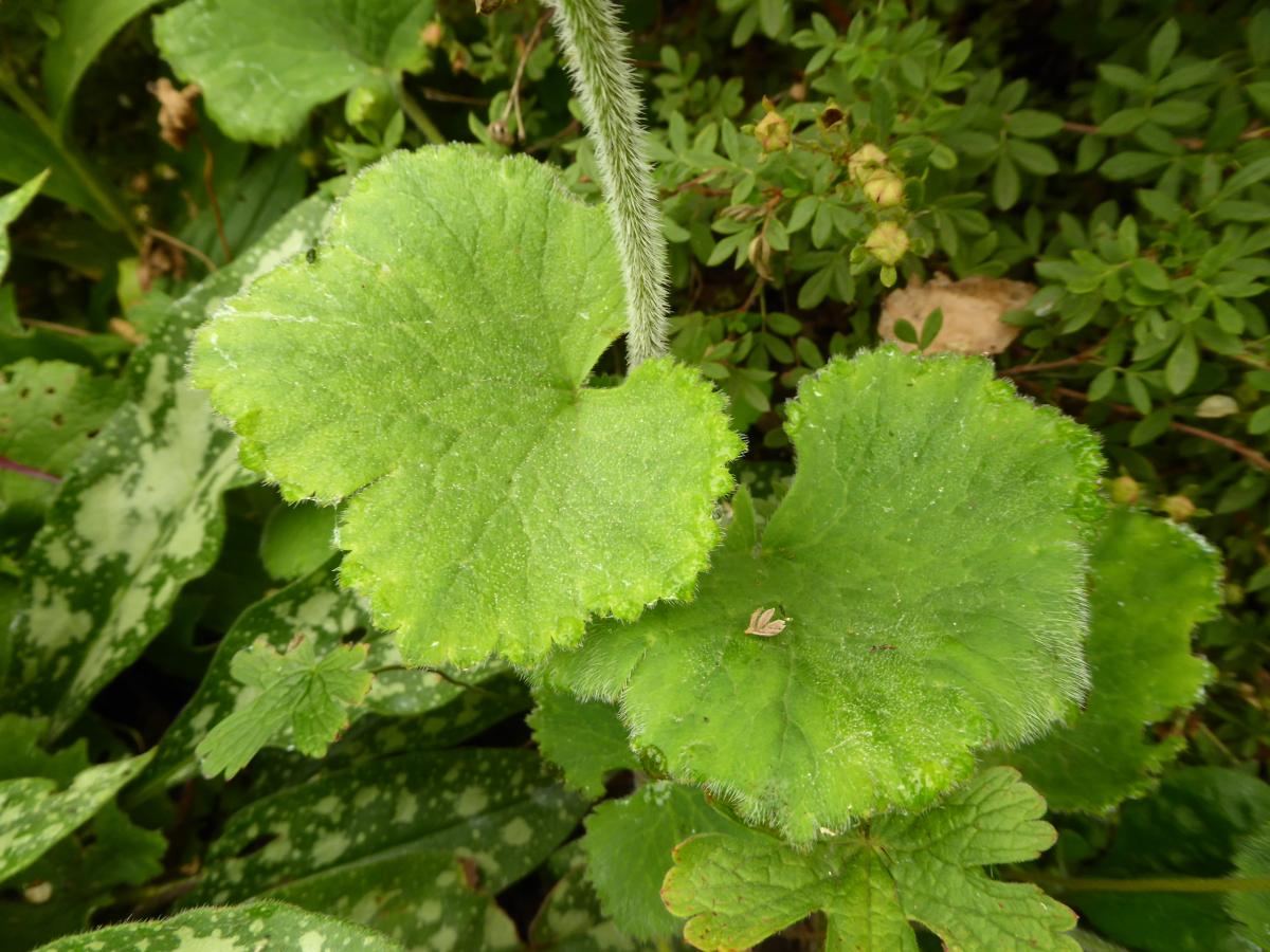 Unusual rounded and hairy leaves of Delphinium vestitum.