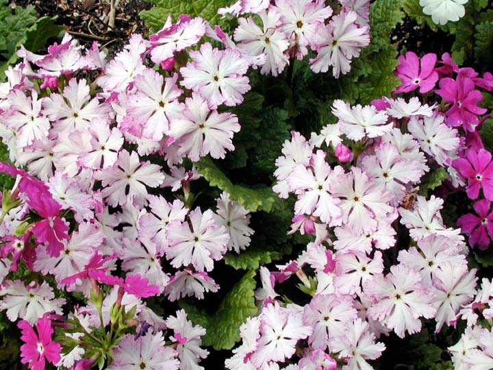 Primula sieboldii | North American Rock Garden Society