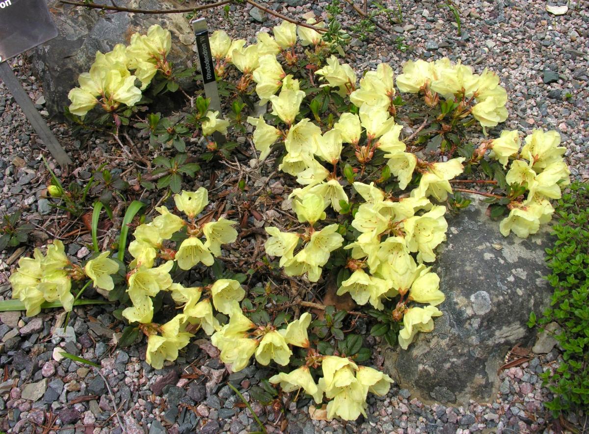 Rhododendron 'Wren' | North American Rock Garden Society