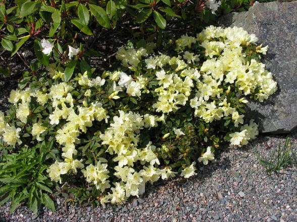 Rhododendron 'Patty Bee' | North American Rock Garden Society