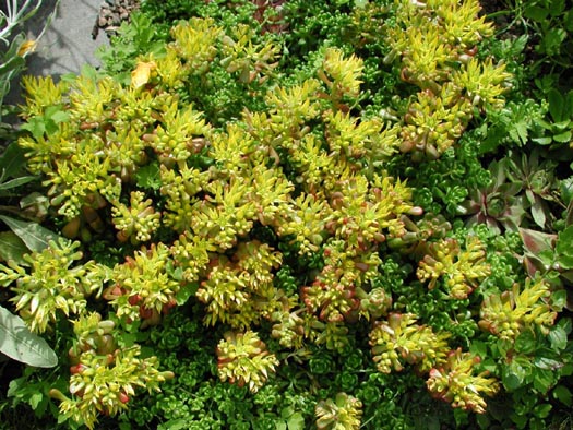 Sedum oreganum | North American Rock Garden Society