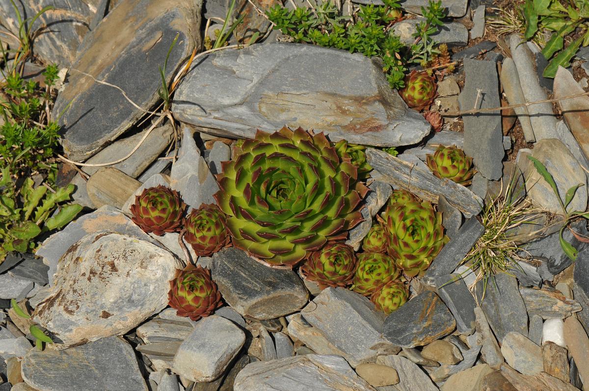 Sempervivum caucasicum near Sno, Georgia