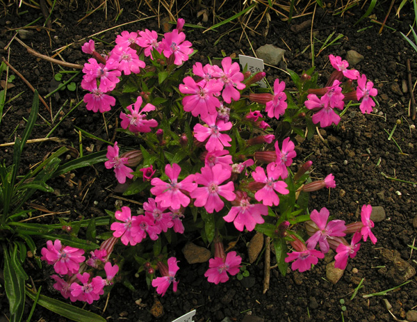 Silene keiskei | North American Rock Garden Society