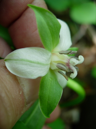 Trillium cernuum | North American Rock Garden Society