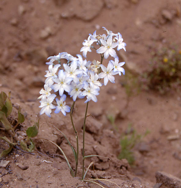 Desert Snow С†РІРµС‚РѕРє