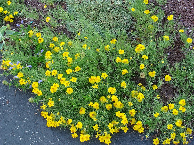 Zinnia grandiflora | North American Rock Garden Society