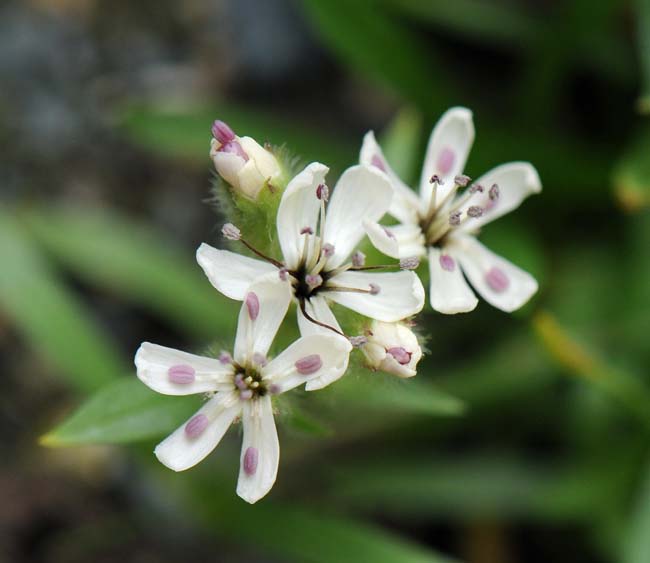 Saponaria lutea | North American Rock Garden Society